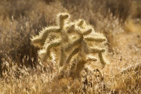 Silver Cholla in sun Stock Photos