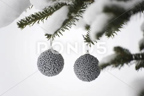 Silver Christmas Ornaments Hanging From Snow-Covered Evergreen Branches