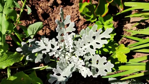 Silver cineraria grows on brown soil. top view Stock Footage 252276383