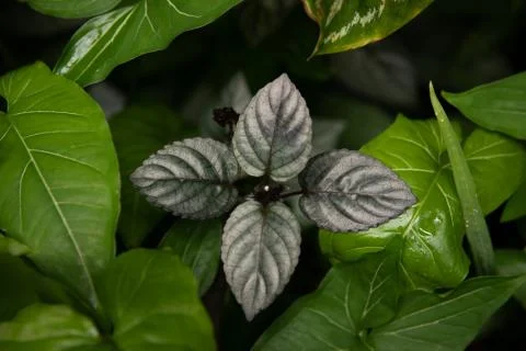 Silver Cloves Stock Photos