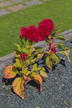 Silver cock´s comb - celosia argentea plumosa. Foto stock