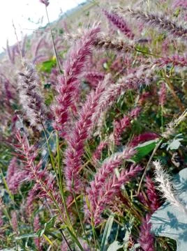 SILVER COCK'S COMB Stock Photos