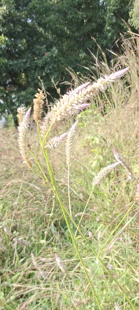 Silver Cockscomb Stock Footage 291541360
