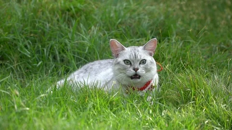 Silver cute cat on green grass slow motion Stock Footage 112734046