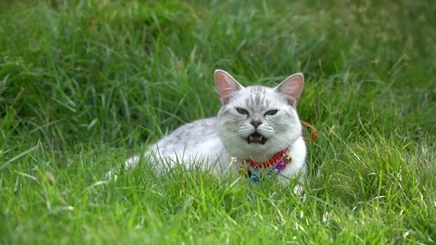 Silver cute cat on green grass slow motion Stock Footage 112734401