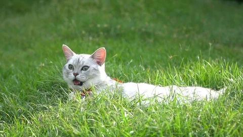 Silver cute cat on green grass slow motion Stock Footage 112735251