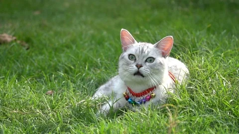 Silver cute cat on green grass slow motion Stock Footage 112735760