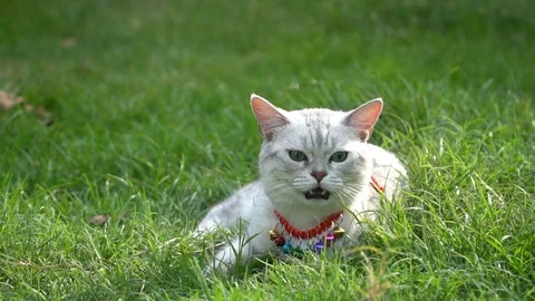 Silver cute cat on green grass slow motion Stock Footage 112742363