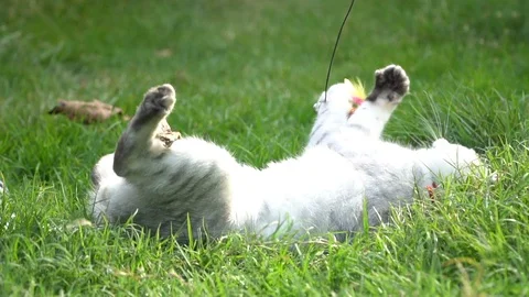 Silver cute cat playing on green grass slow motion Stock Footage 112743175