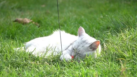 Silver cute cat playing on green grass slow motion Stock Footage 112743687