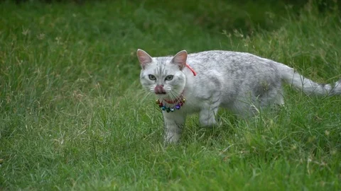 Silver cute cat walking on green grass slow motion Stock Footage 112746181