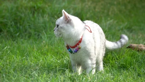 Silver cute cat walking on green grass slow motion Stock Footage 112746302