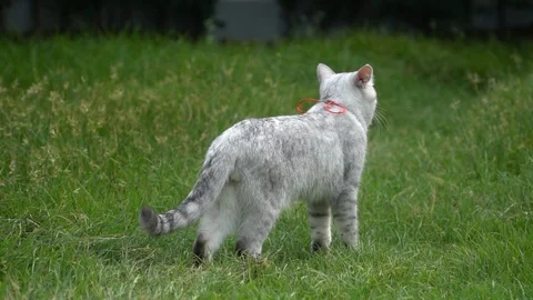 Silver cute cat walking on green grass slow motion Stock Footage 112746349
