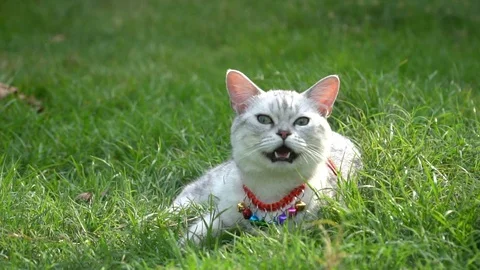 Silver cute cat walking on green grass slow motion Stock Footage 112746510