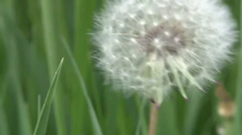 Silver dandelion ball just before it goes to seed Vidéo 37045909