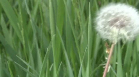 Silver dandelion ball just before it goes to seed Vidéo 37046205