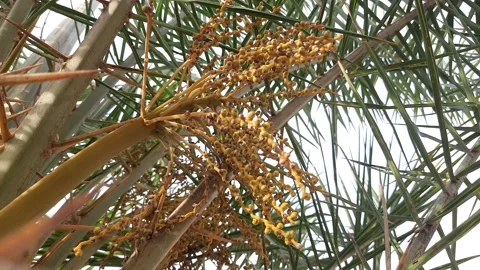 Silver date palm flowers on tree. Stock Footage 151469780