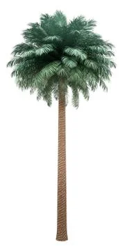 Silver date palm tree isolated on white background. 3d illustration Stock Illustration