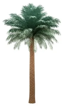 Silver date palm tree isolated on white background. 3d illustration Illustrazione stock