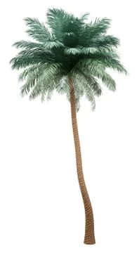 Silver date palm tree isolated on white background. 3d illustration Stock Illustration