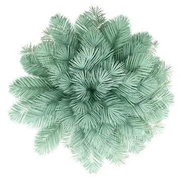 Silver date palm tree isolated on white background. top view. 3d illustration Stock Illustration