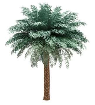 Silver date palm tree isolated on white background. 3d illustration Stock Illustration