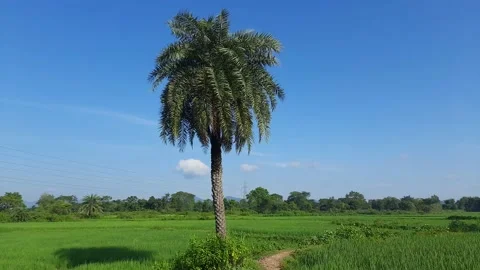 Silver date palm tree in the middle of paddy field. Stock Footage 162901467