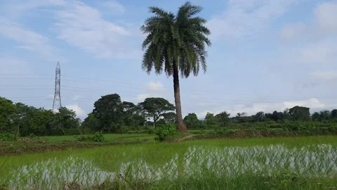 Silver date palm tree in the middle of paddy field. Stock Footage 173715091