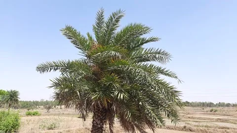 Silver date palm tree Swaying in the wind. Stock Footage 151504180