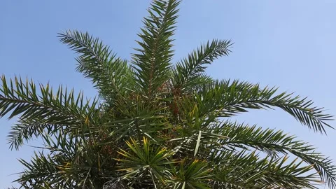 Silver date palm tree Swaying in the wind. Stock Footage 151504190