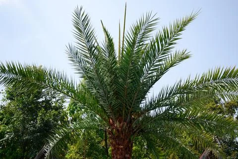Silver date palm tree with thick brown trunk . Stock Photos