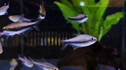 Silver decorative fish swim in pet store aquarium on dark background Video stock 323393294
