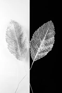 Silver decorative leaves Stock Photos