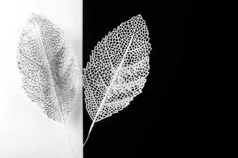 Silver decorative leaves Stock Photos