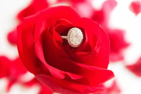 Silver diamond ring on red rose, selective focus, selective focus on subject Stock Photos