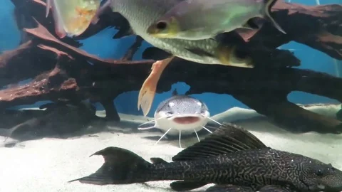 Silver Dollar , Common Pleco , Silver Arowana and Silver Shark Video stock 77155748