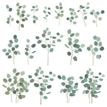 Silver dollar eucalyptus elements, isolated on white background. Vector illus Stockillustratie
