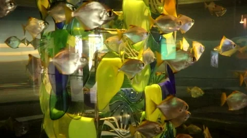 Silver Dollar Fish Stock Footage 149858826