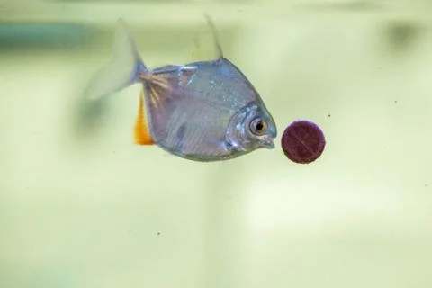 Silver Dollar Fish Stock Photos