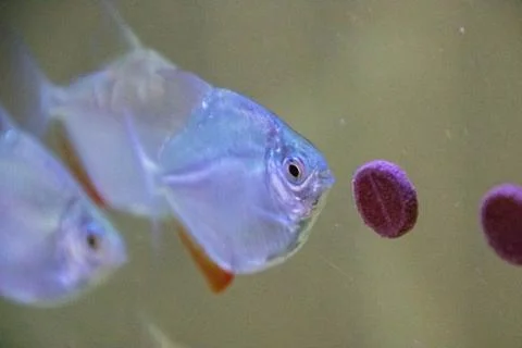 Silver Dollar Fish Stock Photos