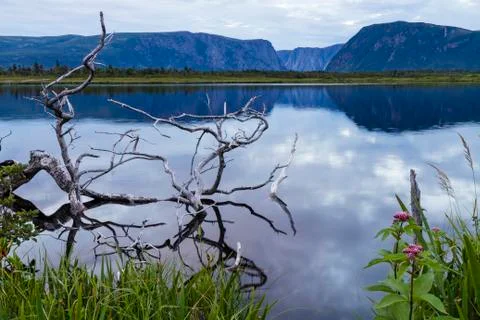 Silver Driftwood Reflections Foto stock