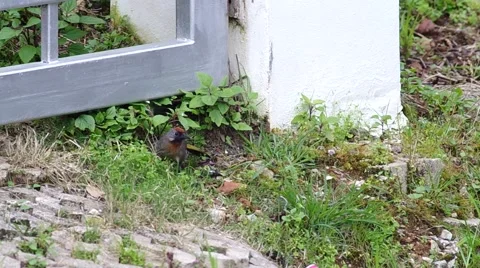 Silver-eared Laughingthrush eacape Stock Footage 57114316