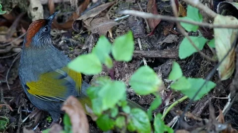 Silver-eared Laughingthrush jump Stock Footage 48349312
