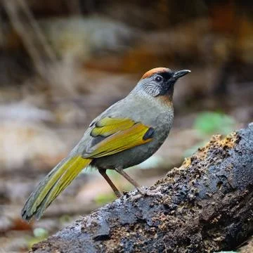 Silver-eared laughingthrush Stock Photos