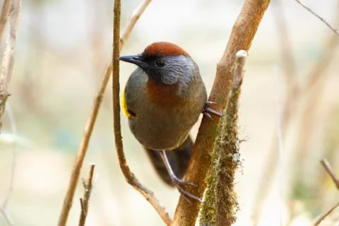 Silver-eared Laughingthrush Photos