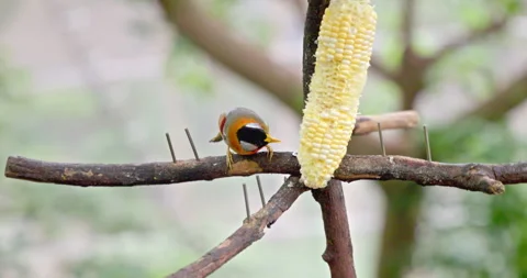Silver-eared Mesia eating corn on tree branch Stock-Footage 345182653
