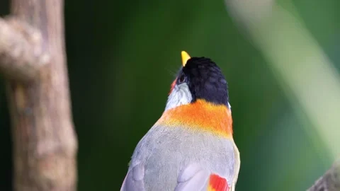 Silver-eared mesia Stock Footage 150554710