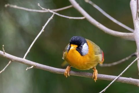 A Silver-eared Mesia (Leiothrix argentauris) bird in nature Stock Photos