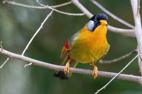 A Silver-eared Mesia (Leiothrix argentauris) bird in nature Stock Photos