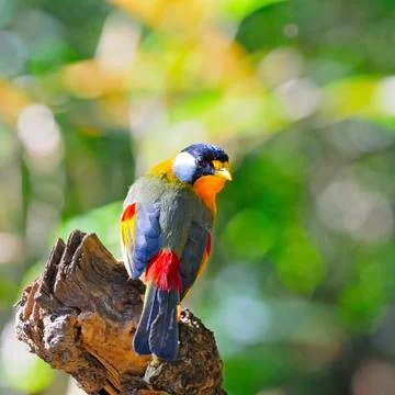 Silver-eared mesia Stock Photos